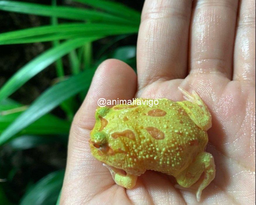 RANA PACMAN SURTIDA BABY - Imagen 4