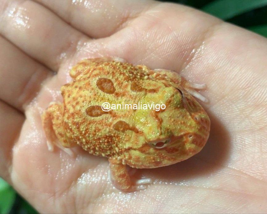 RANA PACMAN SURTIDA BABY - Imagen 3