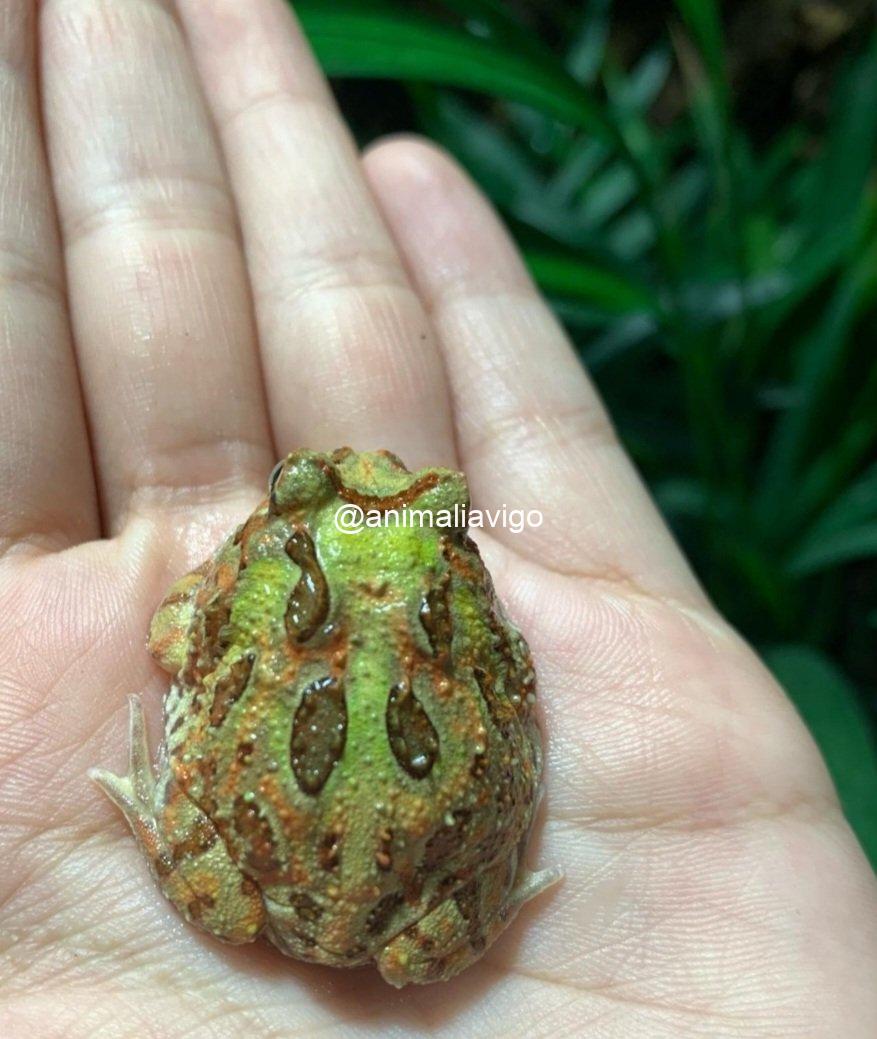 RANA PACMAN SURTIDA BABY - Imagen 2