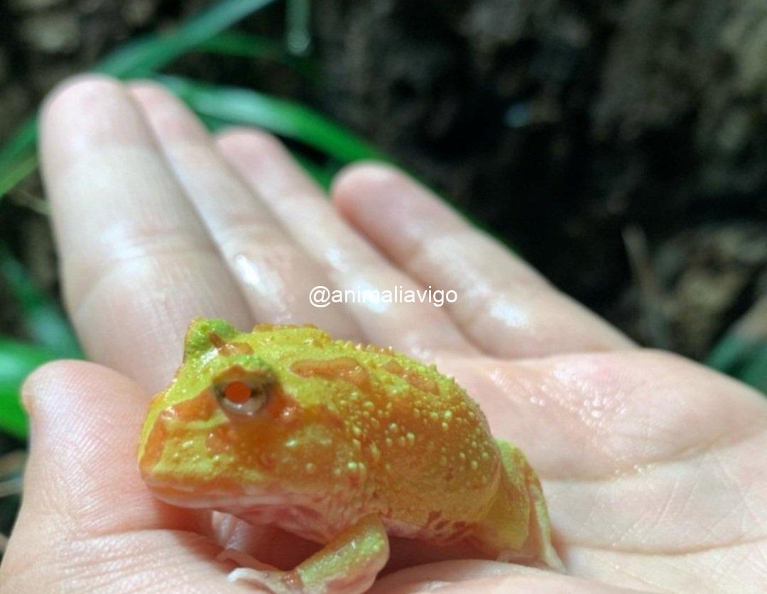 RANA PACMAN SURTIDA BABY - Imagen 5