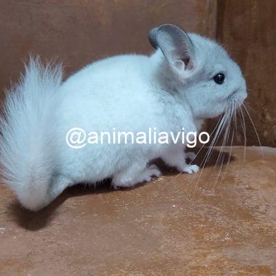 CHINCHILLA  BLANCA