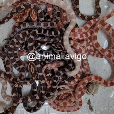 SERPIENTE DEL MAIZ SURTIDA BABY