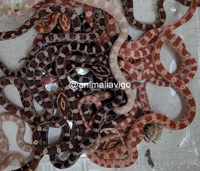 SERPIENTE DEL MAIZ SURTIDA BABY