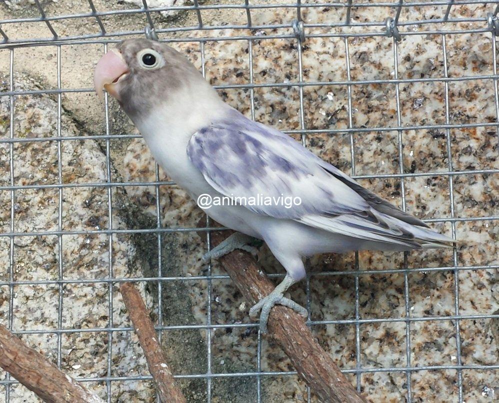 AGAPORNI PERSONATA ARLEQUIN LINEA AZUL HEMBRA - Imagen 2