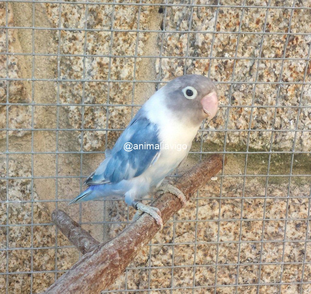 AGAPORNI PERSONATA ARLEQUIN LINEA AZUL HEMBRA - Imagen 4