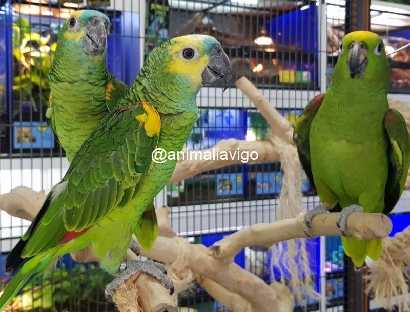 AMAZONAS DE FRENTE AZUL PAPILLERA - Imagen 3