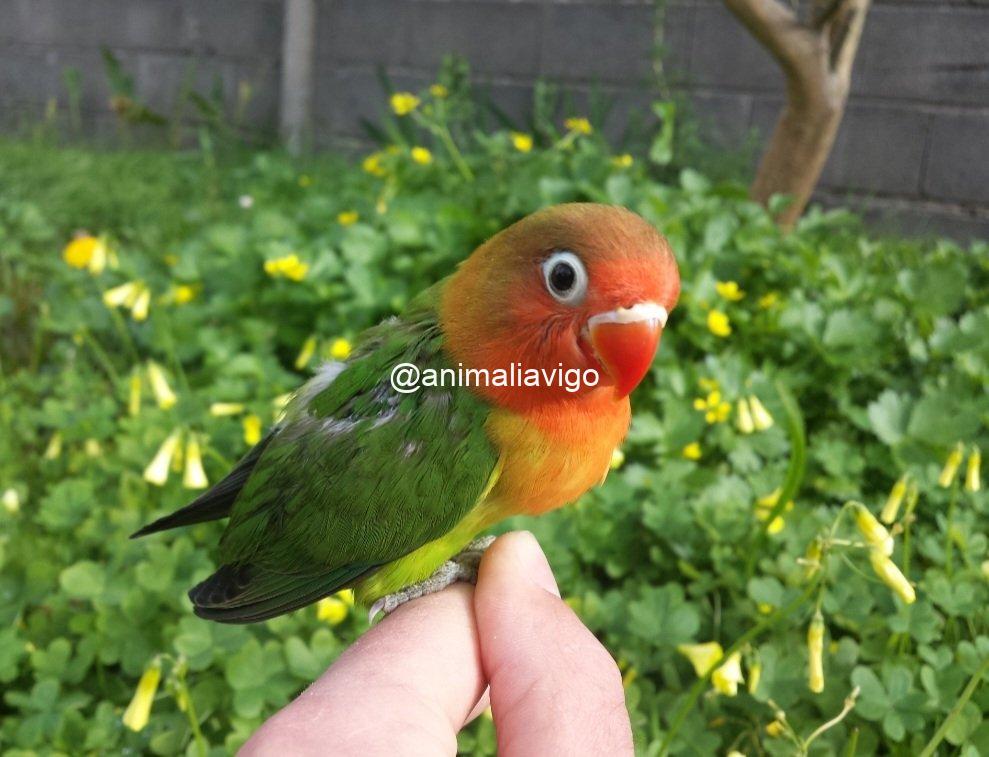 AGAPORNI FISCHERI VERDE PAPILLERO - Imagen 2