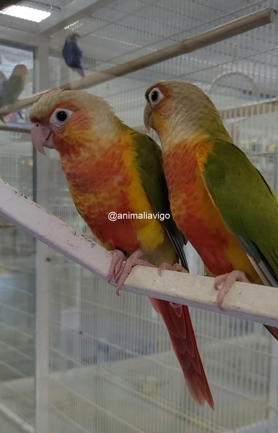 PYRRHURA PIÑA DOBLE ROJO PAPILLERA - Imagen 5