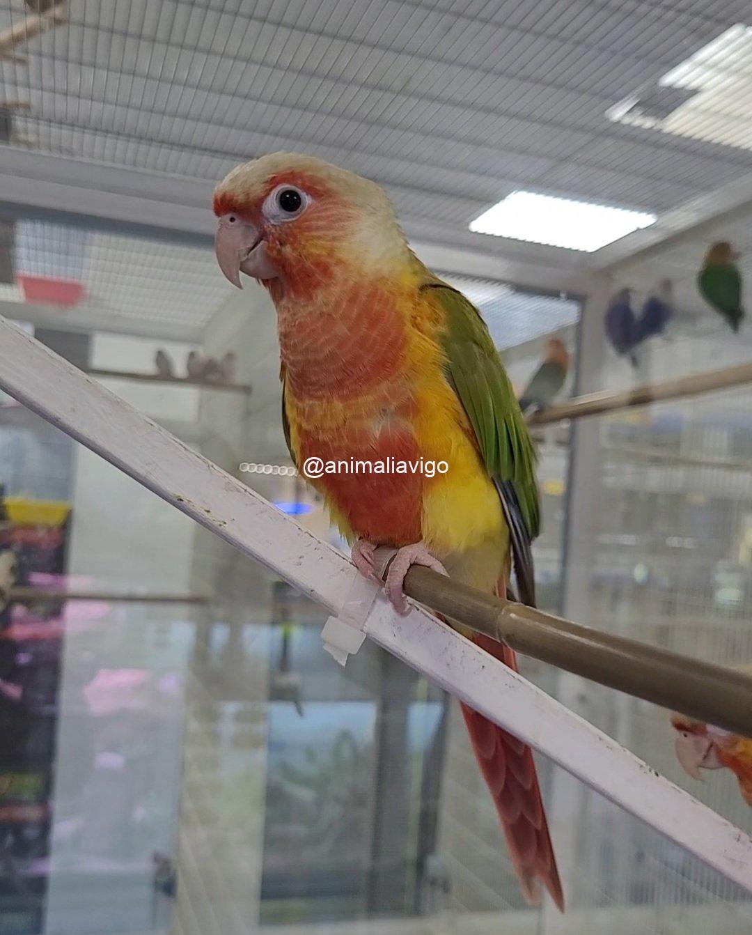 PYRRHURA PIÑA DOBLE ROJO PAPILLERA - Imagen 4