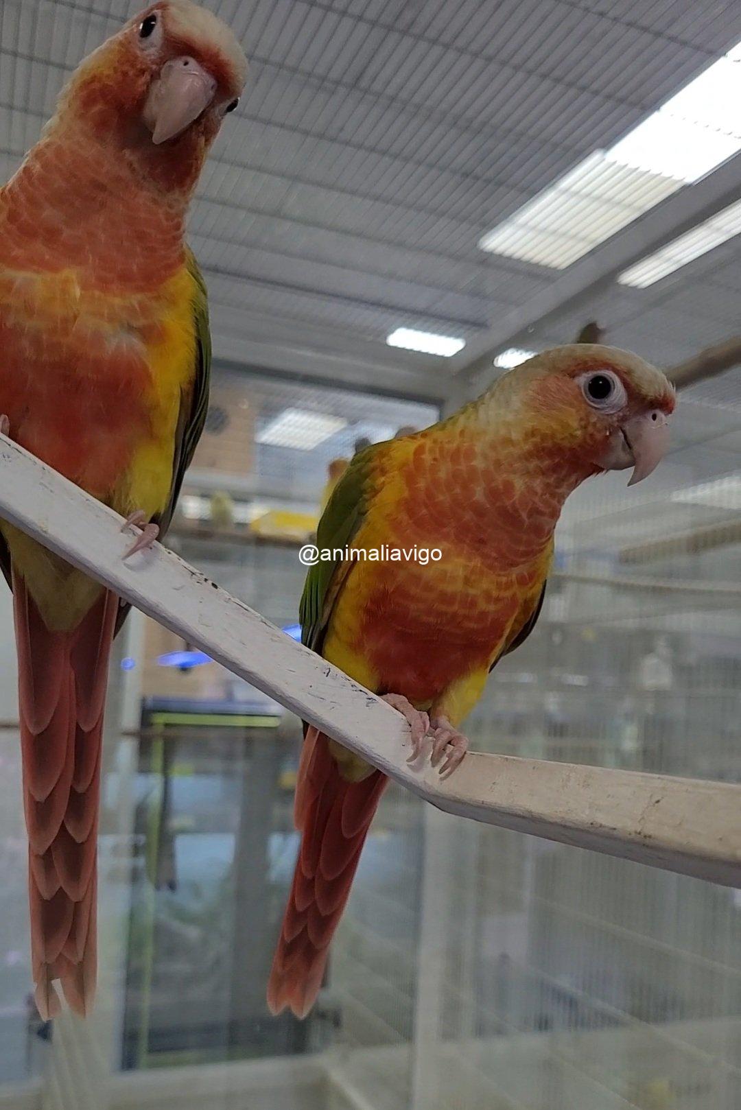 PYRRHURA PIÑA DOBLE ROJO PAPILLERA - Imagen 3