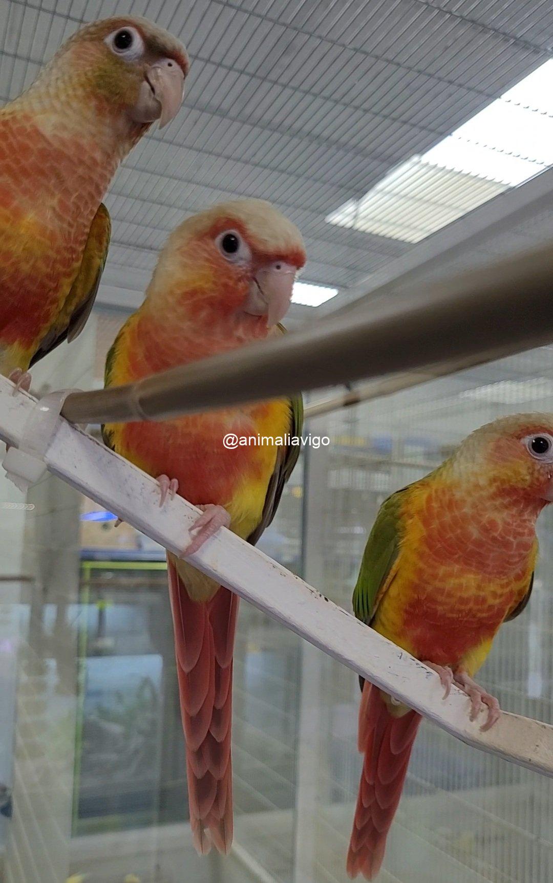 PYRRHURA PIÑA DOBLE ROJO PAPILLERA - Imagen 2