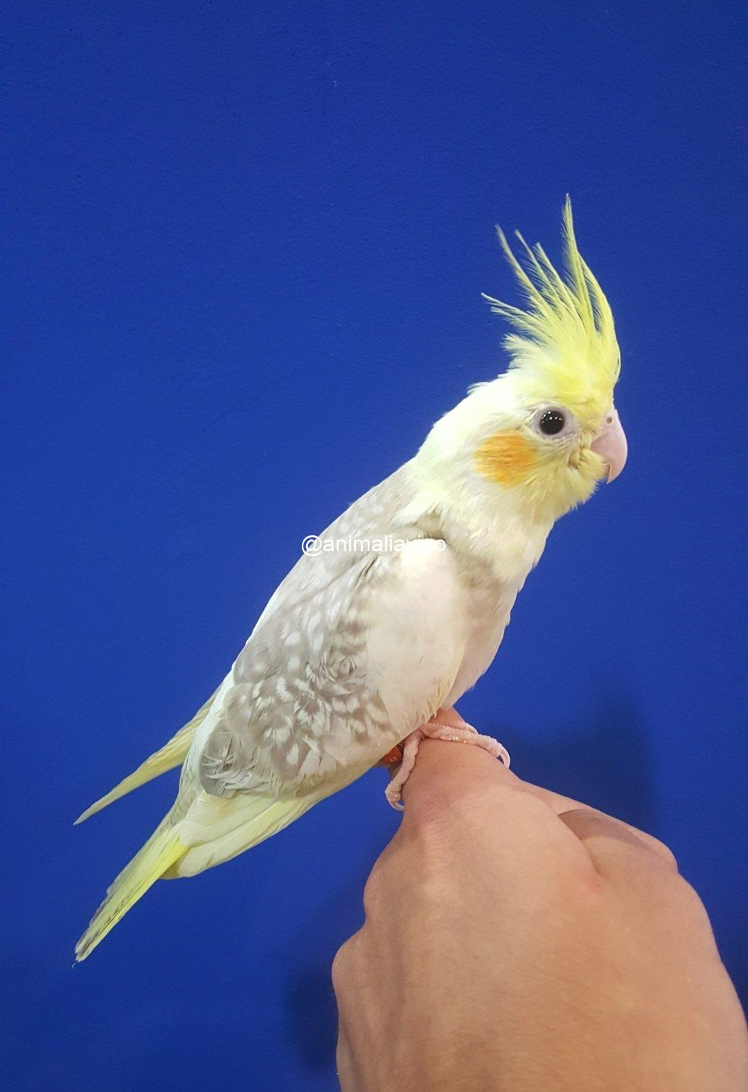 NINFA ARLE PERLA O C.B ARLE PERLA PAPILLERA - Imagen 5