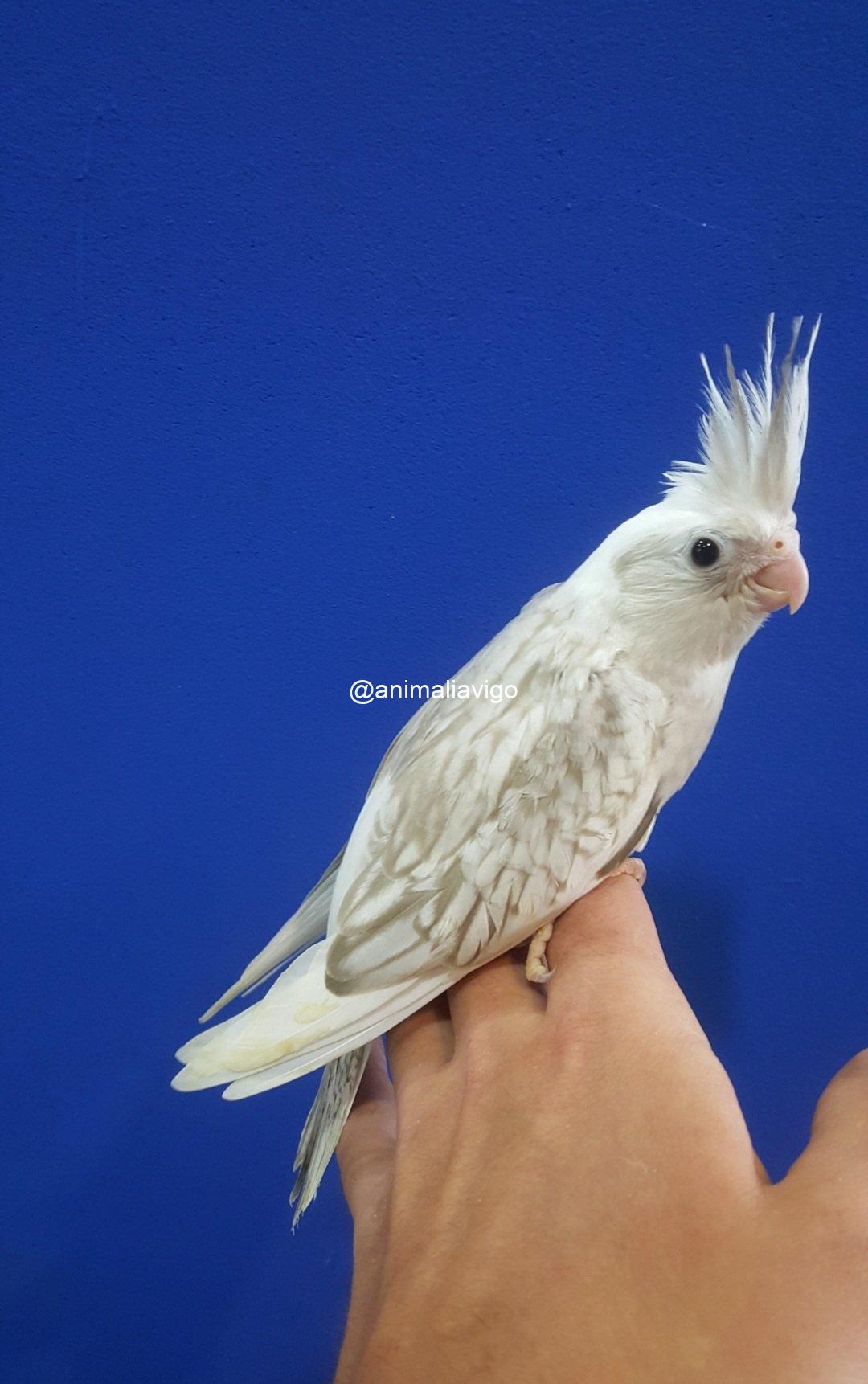 NINFA ARLE PERLA O C.B ARLE PERLA PAPILLERA - Imagen 4