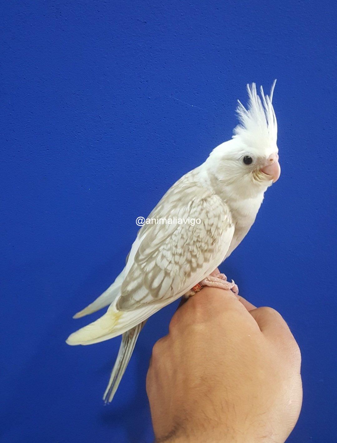 NINFA ARLE PERLA O C.B ARLE PERLA HEMBRA - Imagen 5