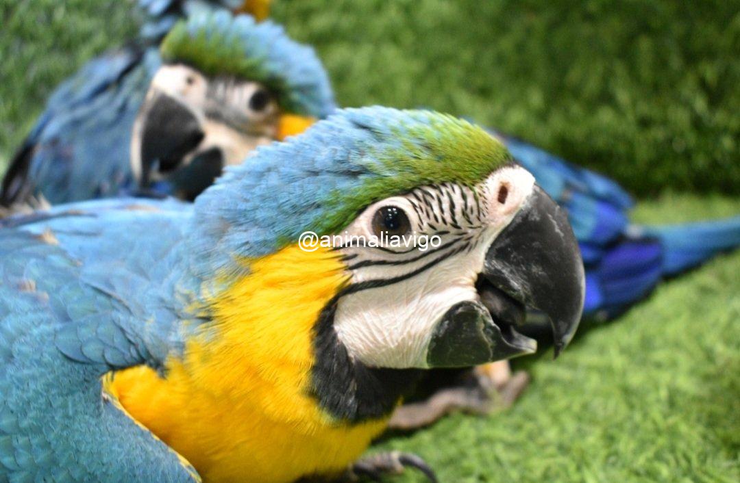 GUACAMAYO AZUL Y AMARILLO PAPILLERO - Imagen 3