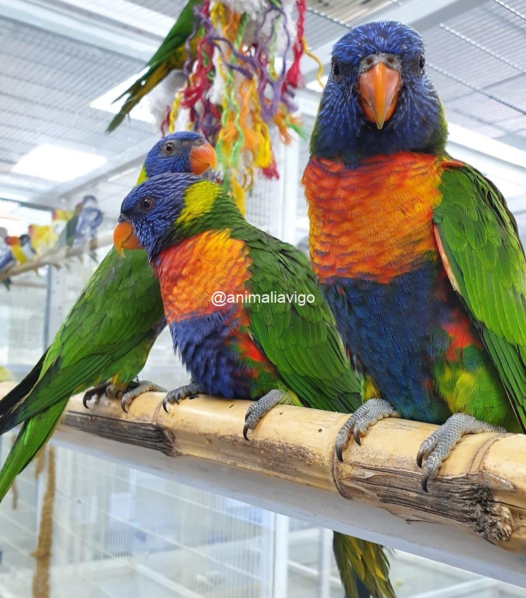 LORO ARCOIRIS PAPILLERO - Imagen 7