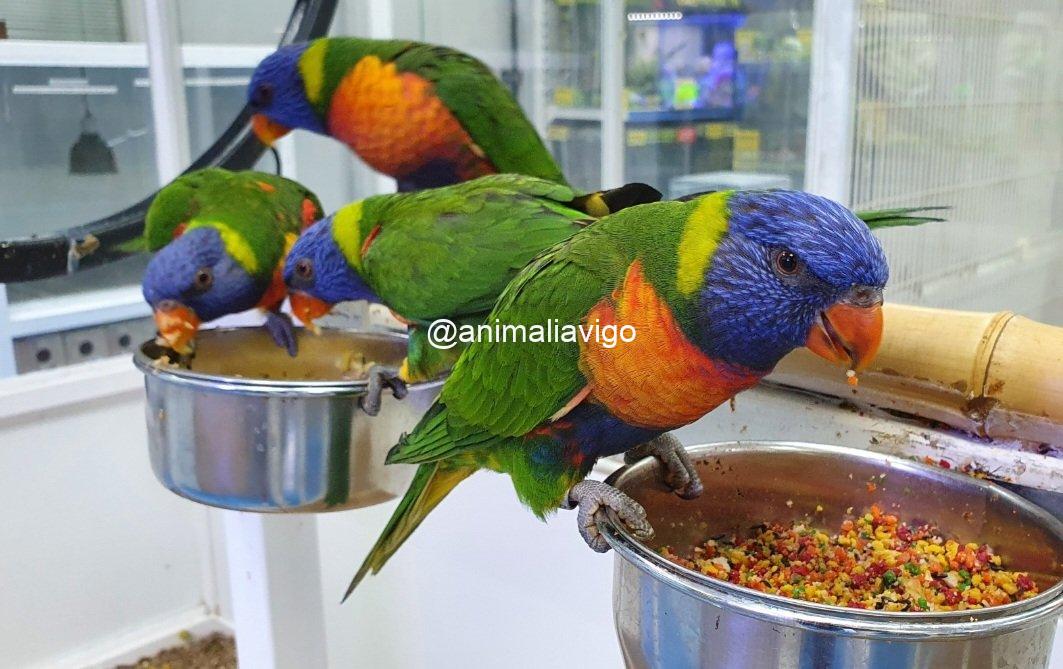 LORO ARCOIRIS PAPILLERO - Imagen 4