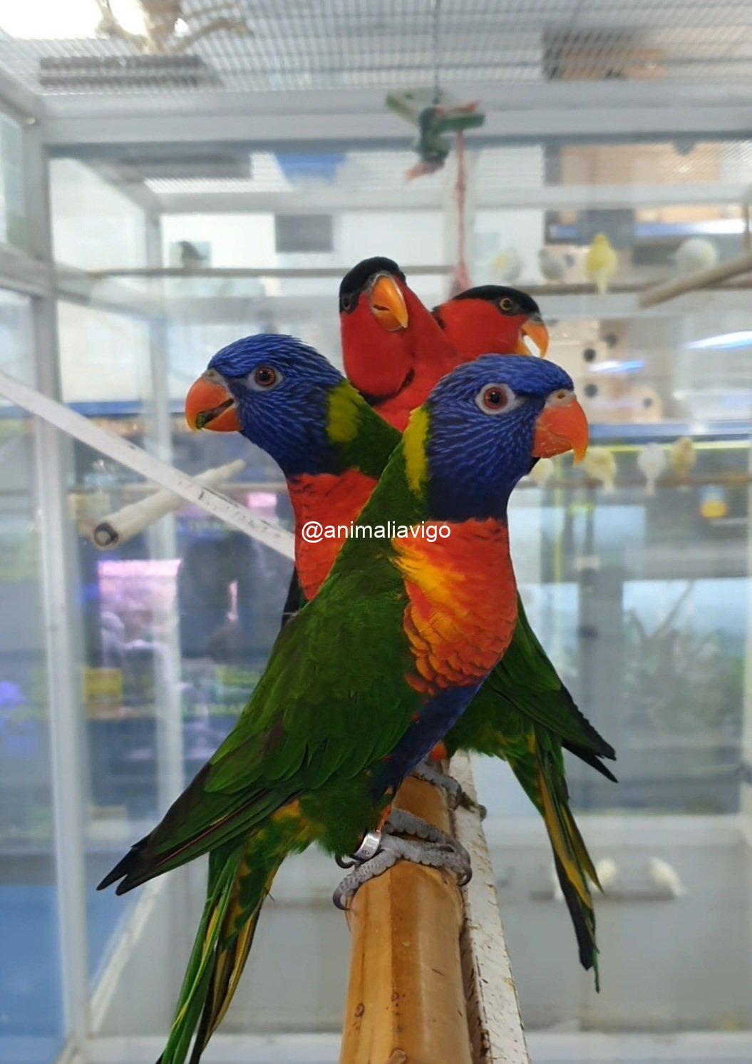 LORO ARCOIRIS PAPILLERO - Imagen 8