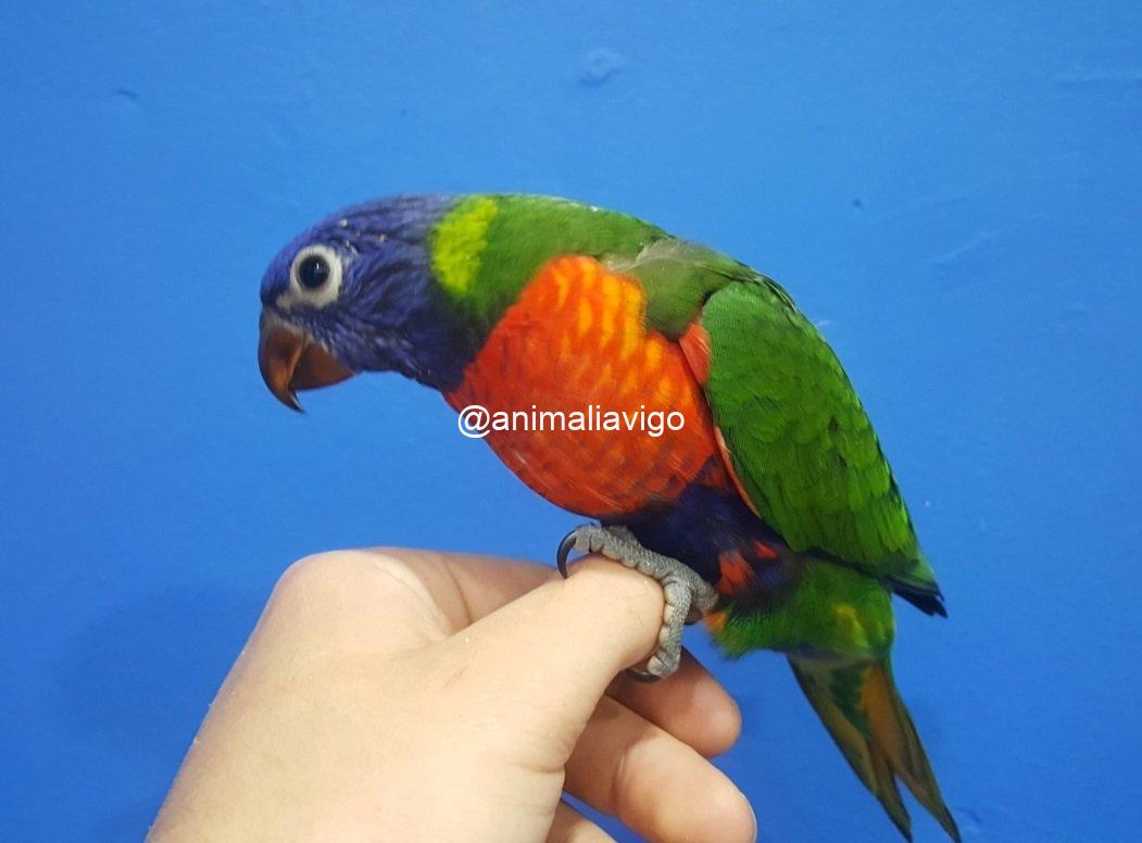 LORO ARCOIRIS PAPILLERO - Imagen 6