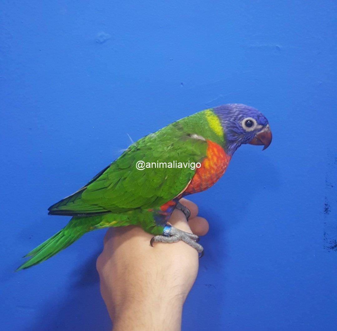 LORO ARCOIRIS PAPILLERO - Imagen 2