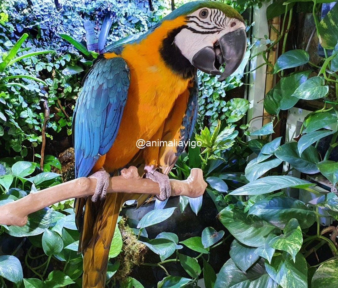 GUACAMAYO AZUL Y AMARILLO PAPILLERO - Imagen 2