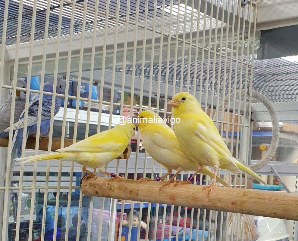 CANARIO SURTIDO HEMBRA - Imagen 4