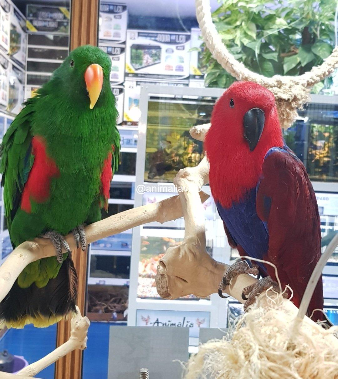 ECLECTUS PAPILLERO HEMBRA - Imagen 2