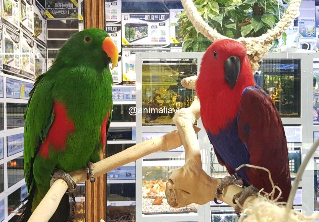 ECLECTUS PAPILLERO MACHO - Imagen 2