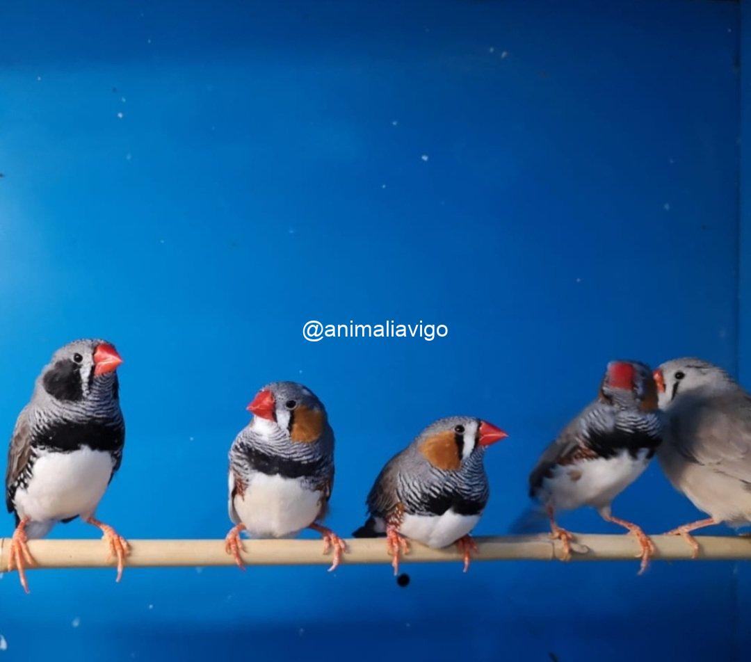 DIAMANTE MANDARIN SURTIDO MACHO - Imagen 5