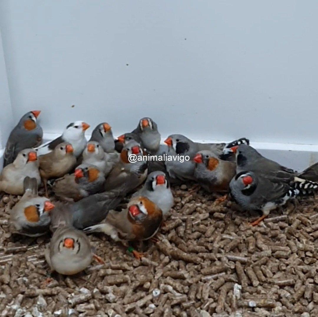 DIAMANTE MANDARIN SURTIDO MACHO - Imagen 6