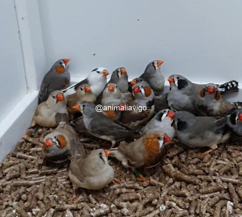 DIAMANTE MANDARIN SURTIDO HEMBRA - Imagen 2