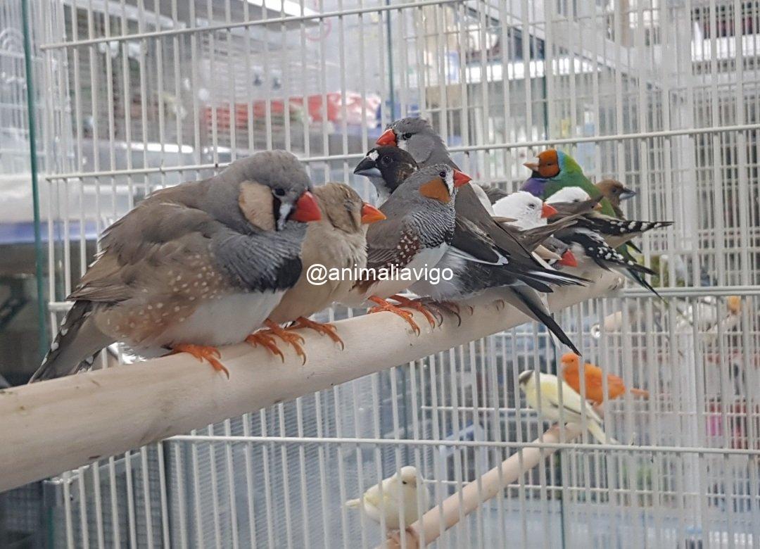 DIAMANTE MANDARIN SURTIDO HEMBRA - Imagen 3