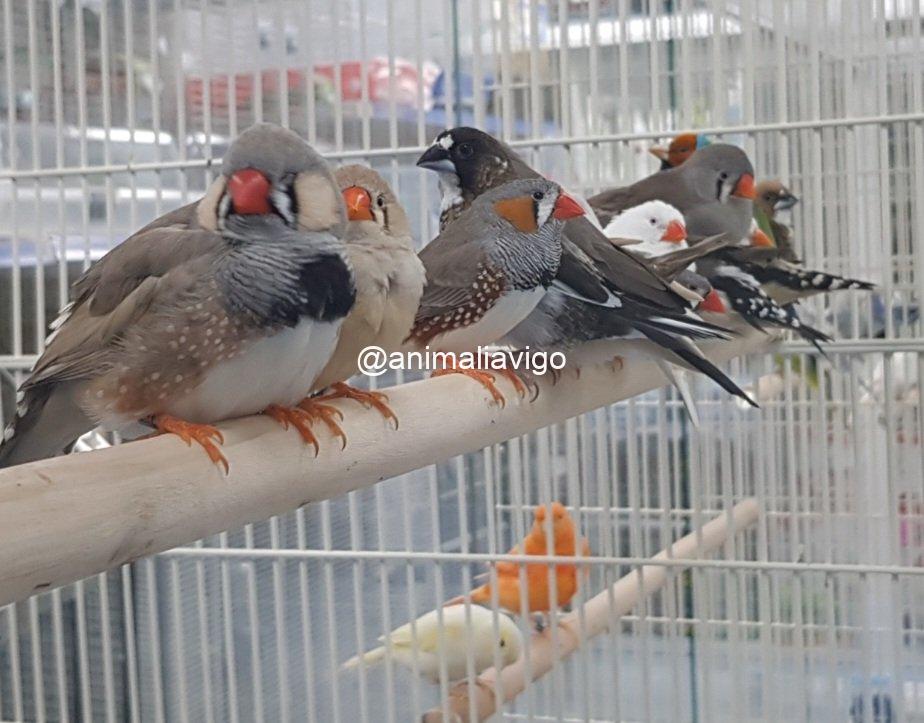 DIAMANTE MANDARIN SURTIDO HEMBRA - Imagen 6