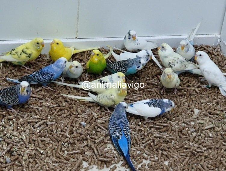 PERIQUITO SURTIDO MACHO - Imagen 5