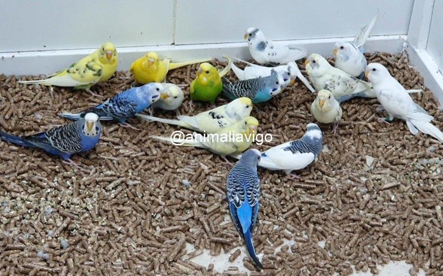 PERIQUITO SURTIDO HEMBRA - Imagen 8