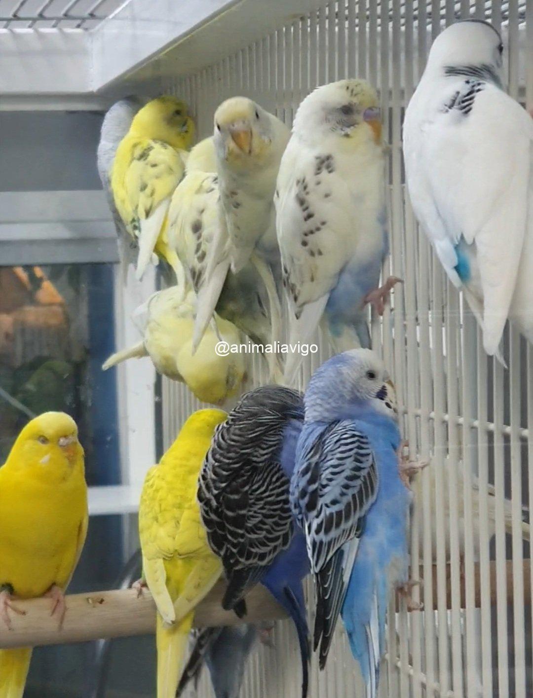 PERIQUITO SURTIDO HEMBRA - Imagen 7