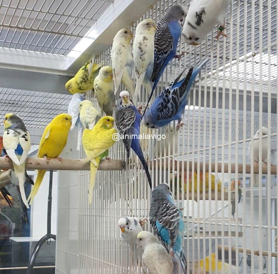 PERIQUITO SURTIDO HEMBRA - Imagen 6