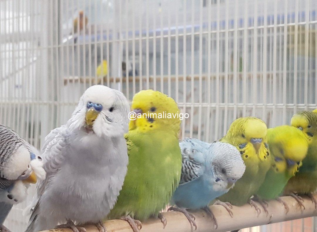 PERIQUITO SURTIDO HEMBRA - Imagen 5