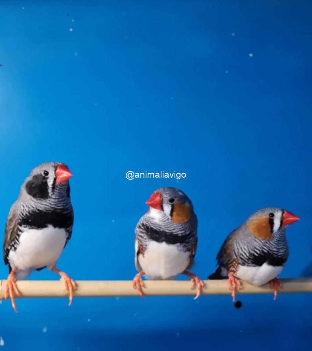 DIAMANTE MANDARIN SURTIDO MACHO - Imagen 4