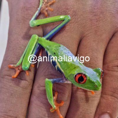 RANA DE OJOS ROJOS JUNIOR