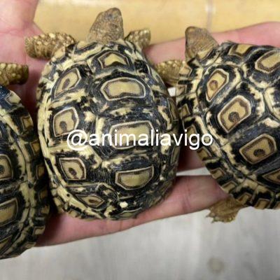 TORTUGA PARDALIS DE 7 A 8 CM