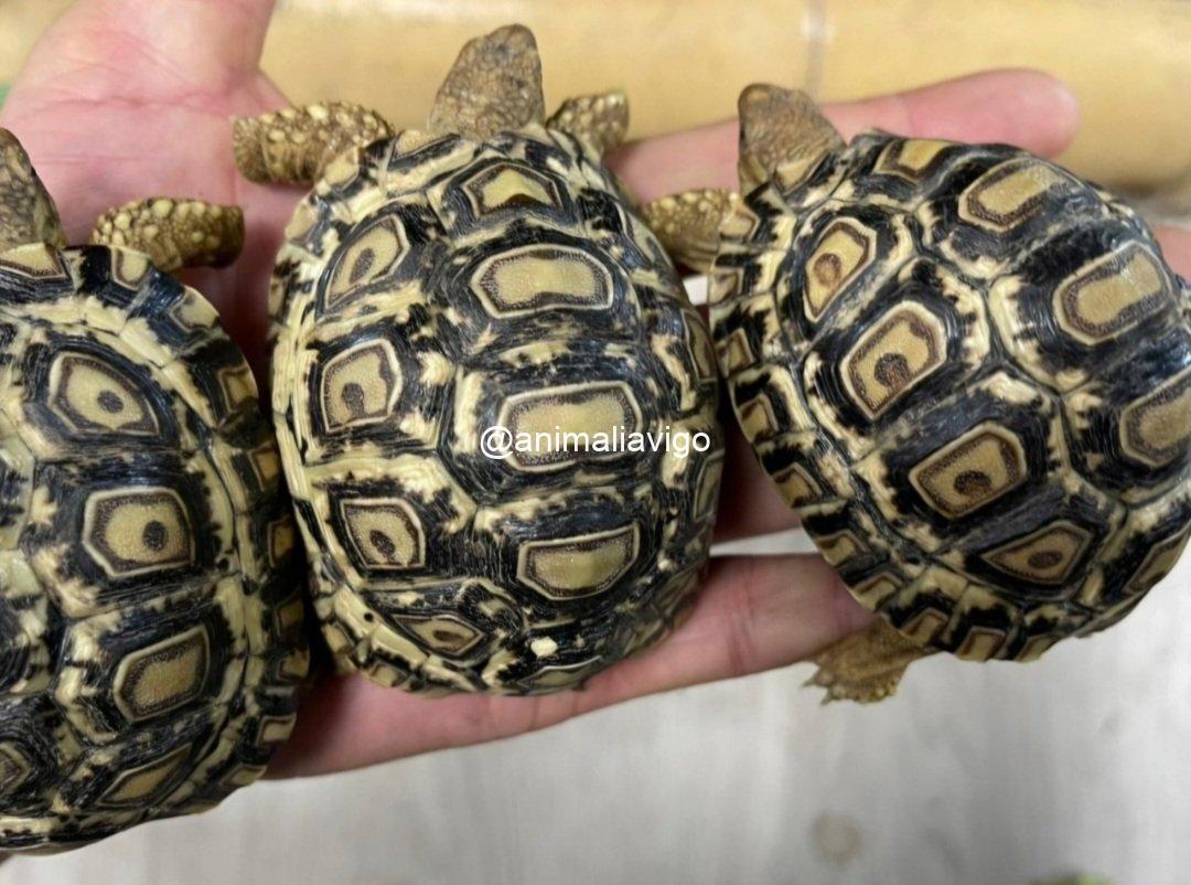 TORTUGA PARDALIS DE 7 A 8 CM