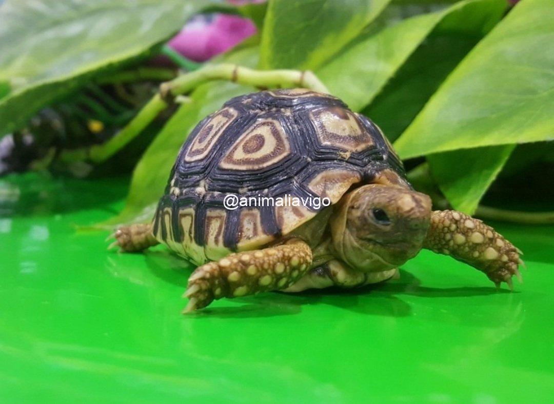 TORTUGA PARDALIS DE 7 A 8 CM - Imagen 2