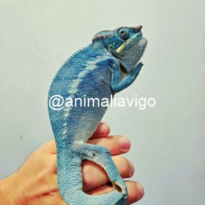 CAMALEON PANTERA AZUL MACHO