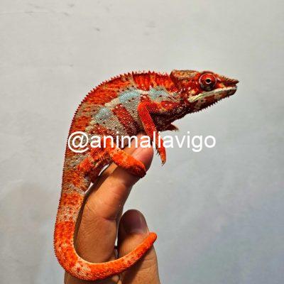 CAMALEON PANTERA ROJO MACHO