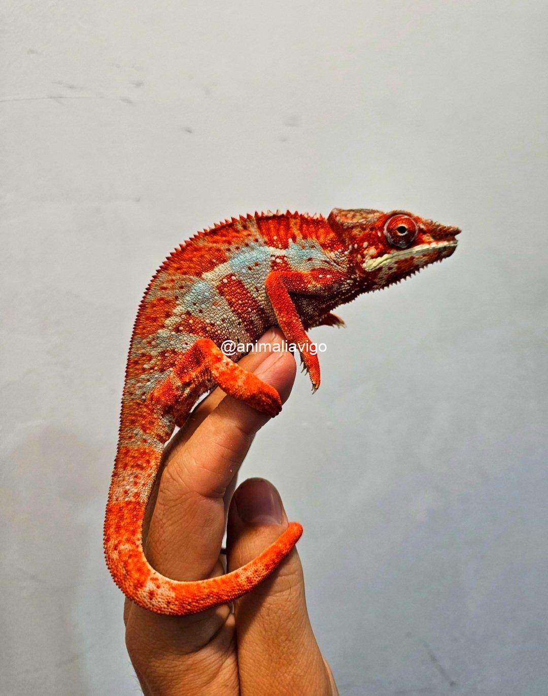 CAMALEON PANTERA ROJO MACHO