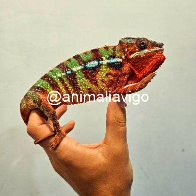 CAMALEON PANTERA ROJO PAREJA