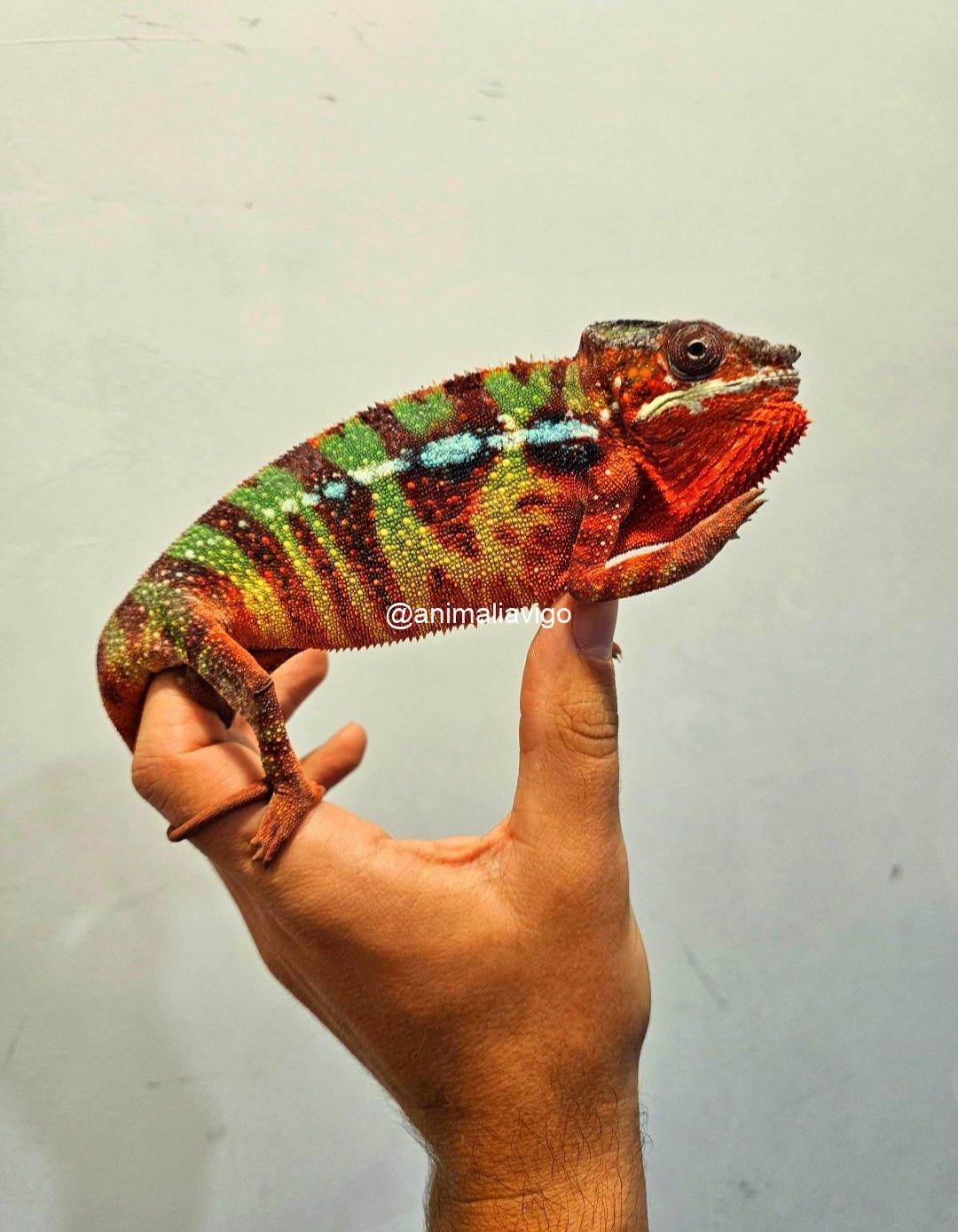 CAMALEON PANTERA ROJO PAREJA