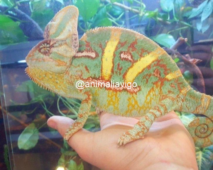 CAMALEON CALYPTRATUS ADULTO - Imagen 5