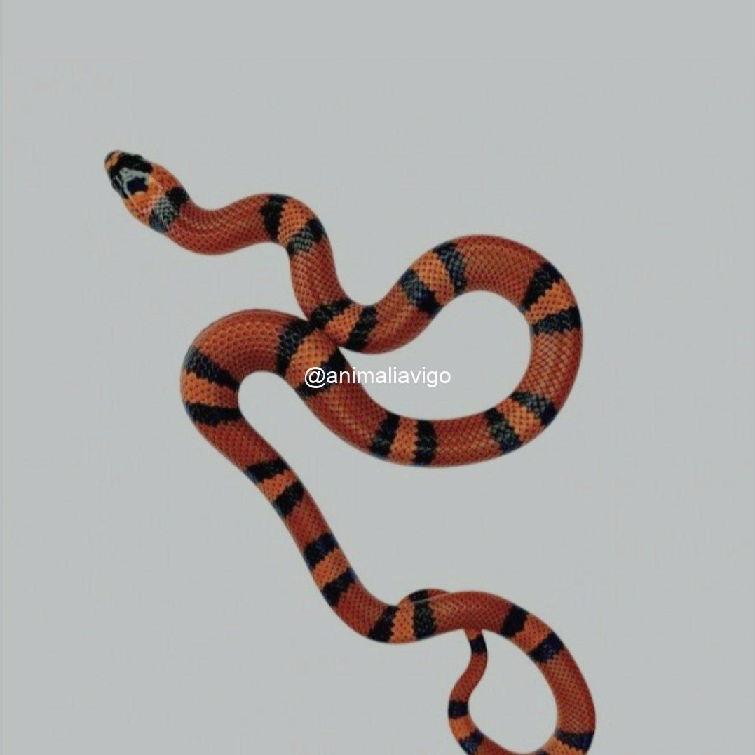 FALSA CORAL SURTIDA BABY - Imagen 2